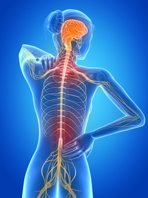 Improving Connections Between Nerves and Muscles